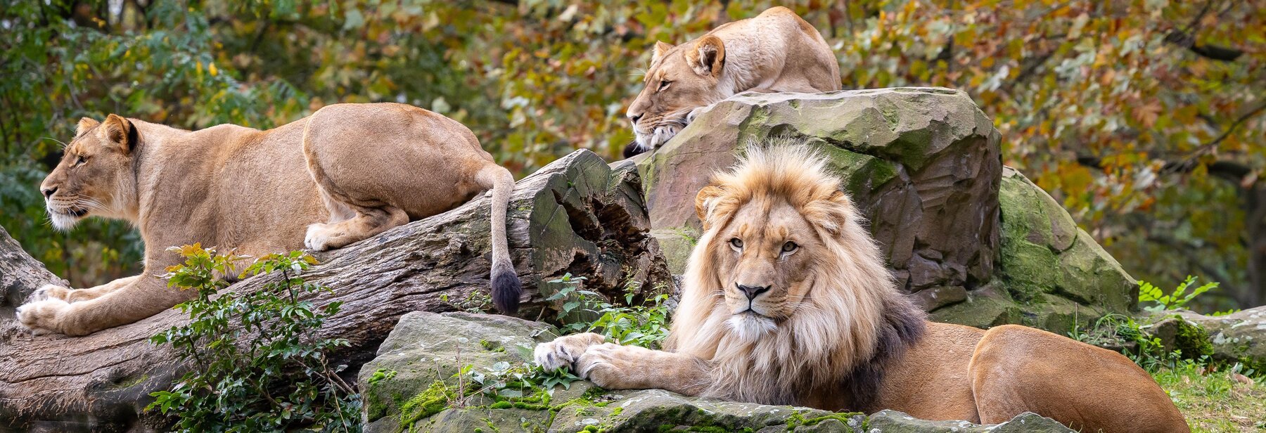 대형 고양이과 동물 우리 (Big Cat Enclosures)